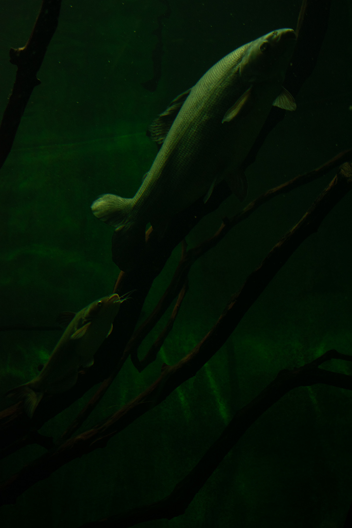 Nature Photography  lightroom fish aquarium water shark lights inside