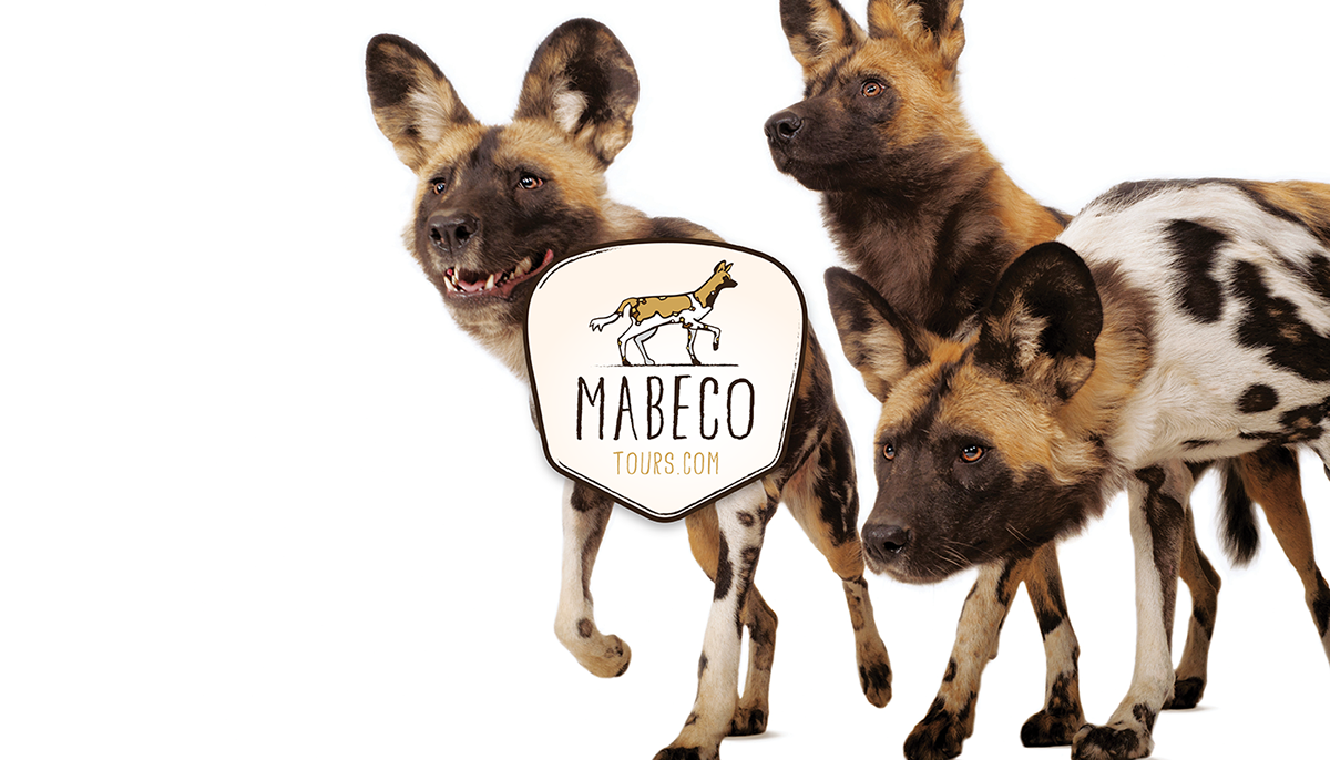 MABECO Mabeco Tours mozambique safari wildlife branding 