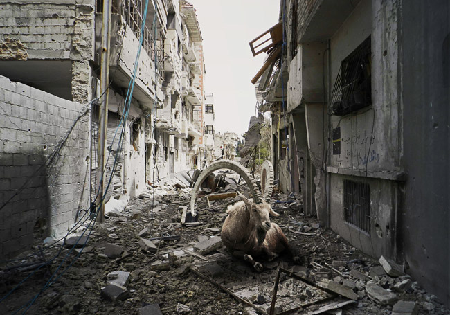 Syria War heal animal wild Nature suffering ruins bomb warzone wildlife peace
