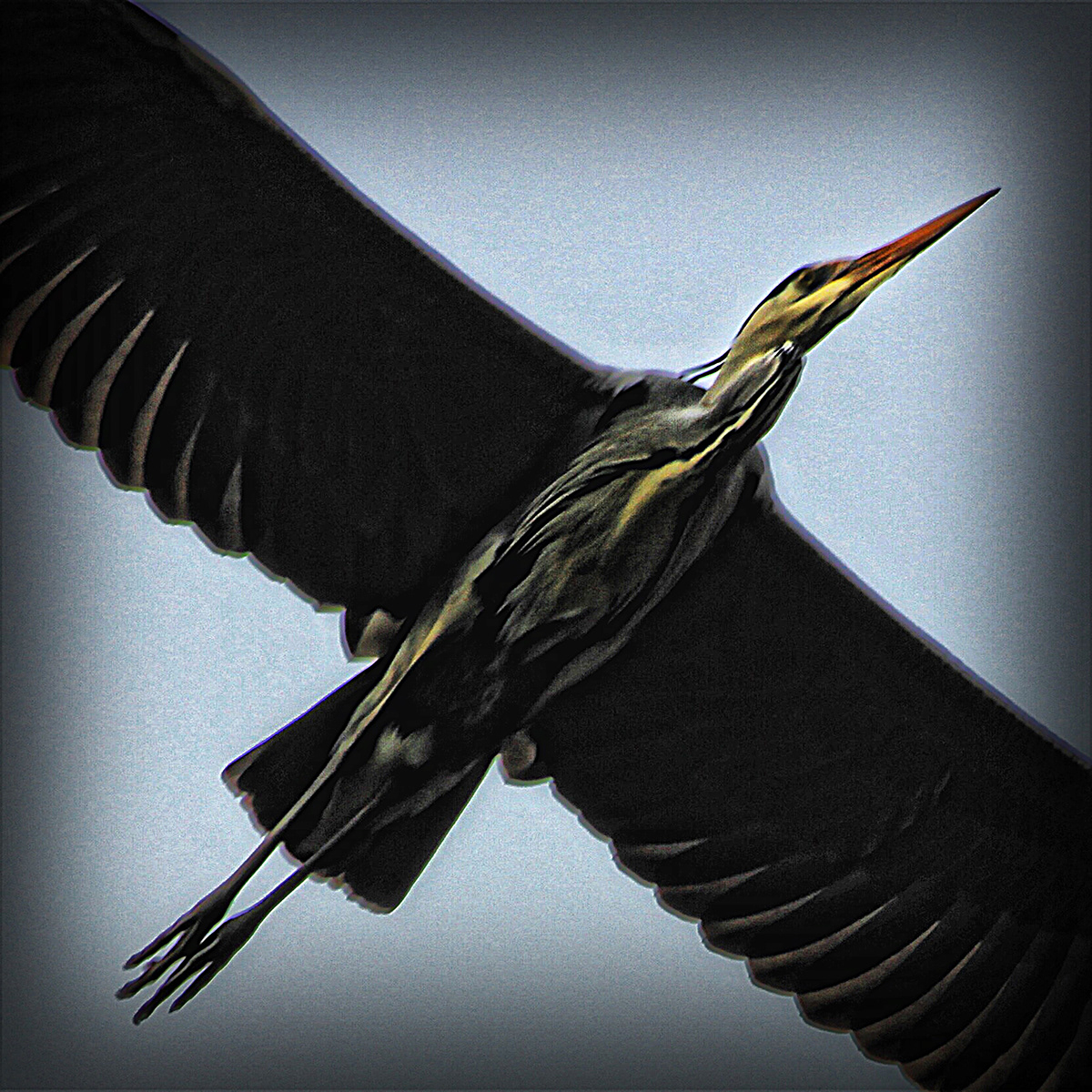 stork bird wings feathers flight Fly