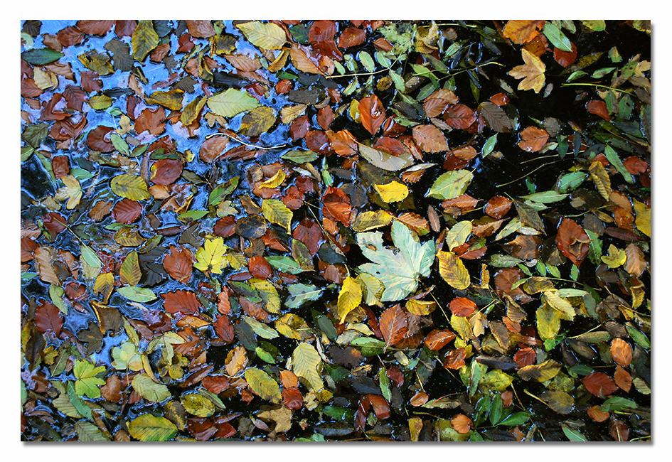 autumn leaves art Nature