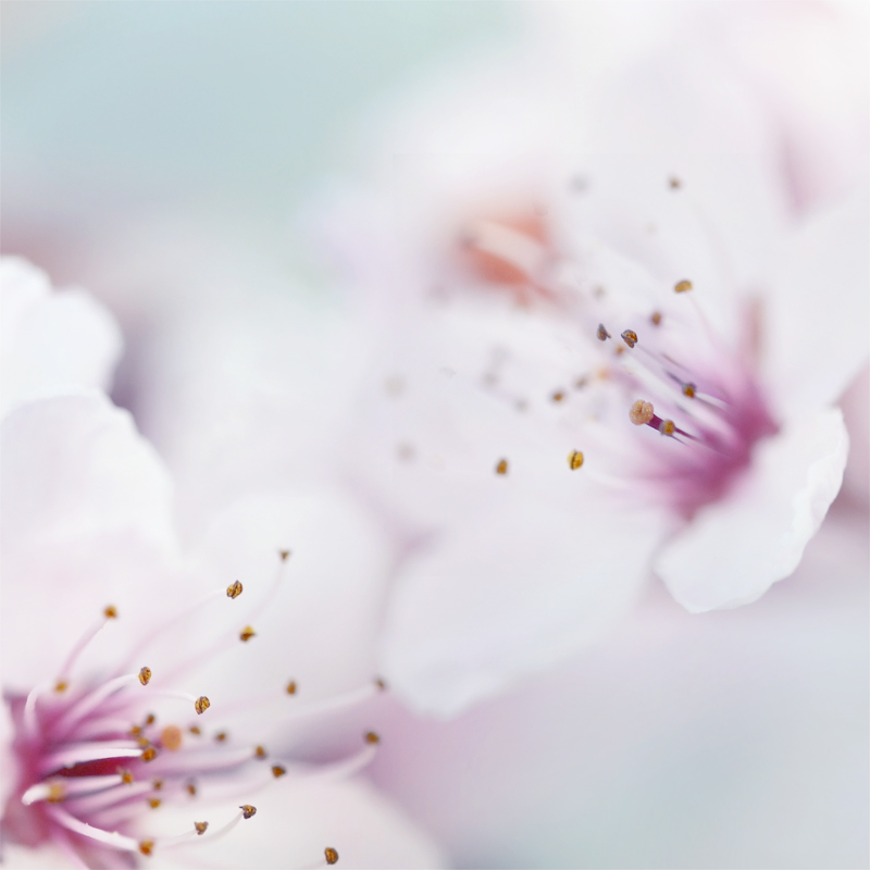 spring bloom blossom Flowers Nature freshness floral macro close up Cherry Blossom trees bokeh depth of field