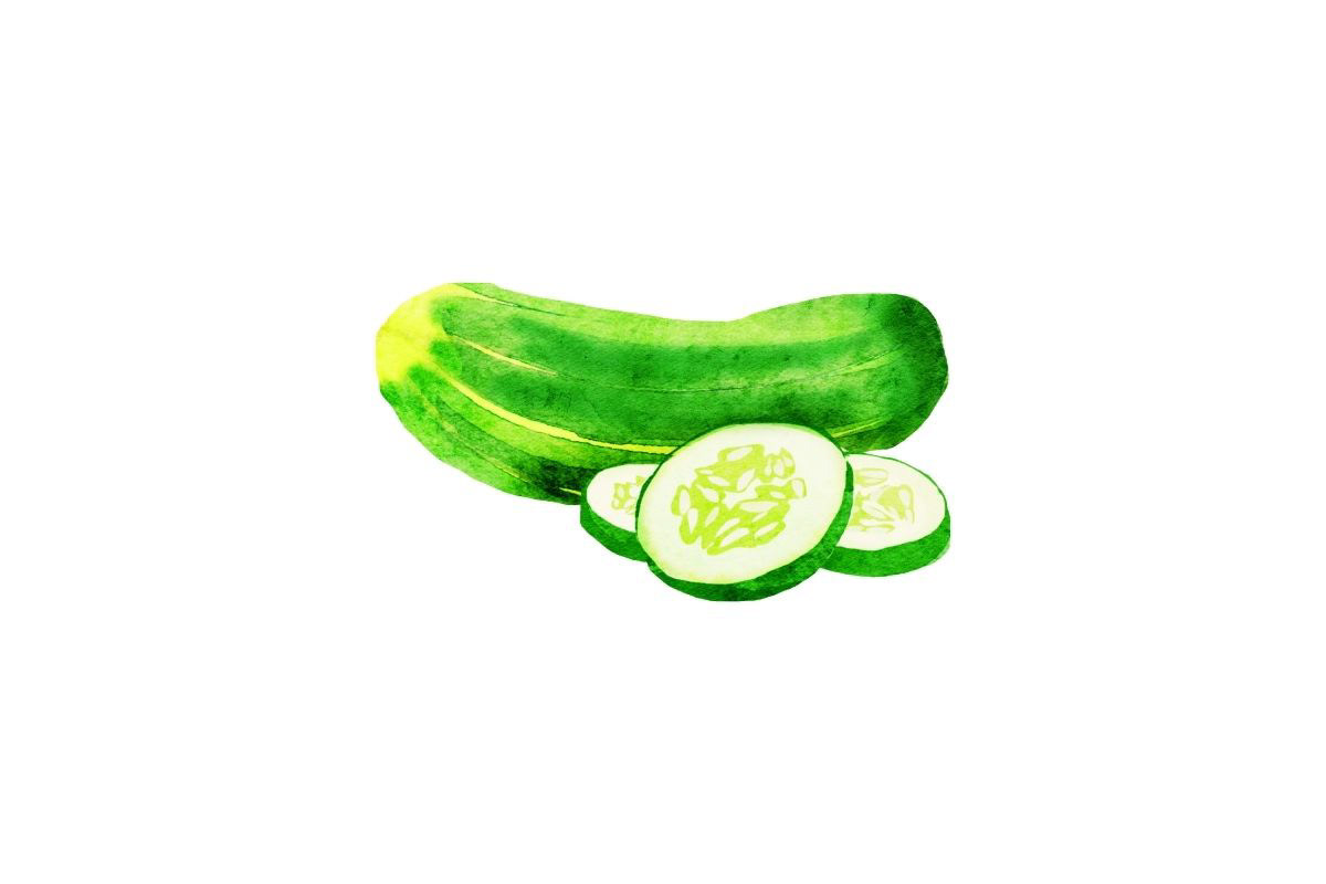 watercolor cucumber ILLUSTRATION  Isolated Drawing  Food  clipart vegetable Cucumber Clipart Watercolor Cucumber