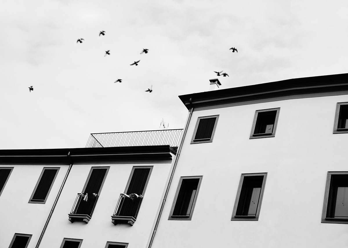 Photography  birds Treviso Italy city Urban Street black and white monochrome SKY