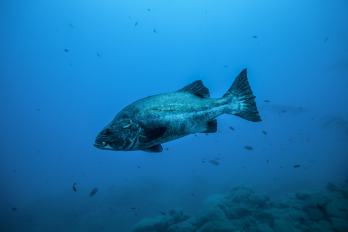 raabephoto underwater freediving apnea Ocean sharks yellowtail tuna