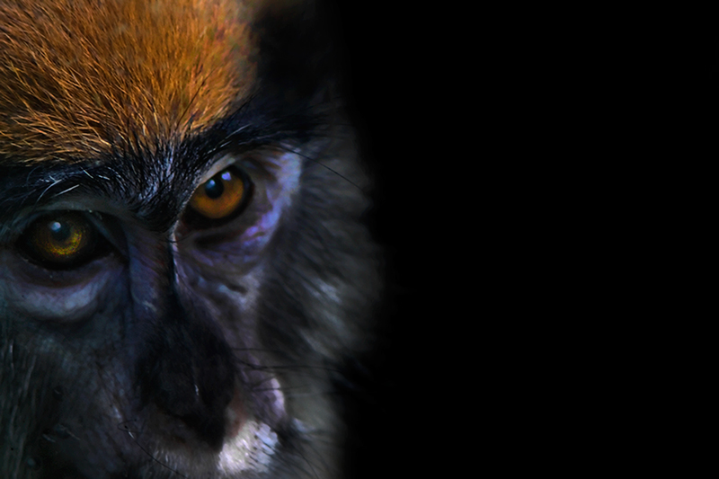 Adobe Portfolio animals birds animal photography apes nature photography