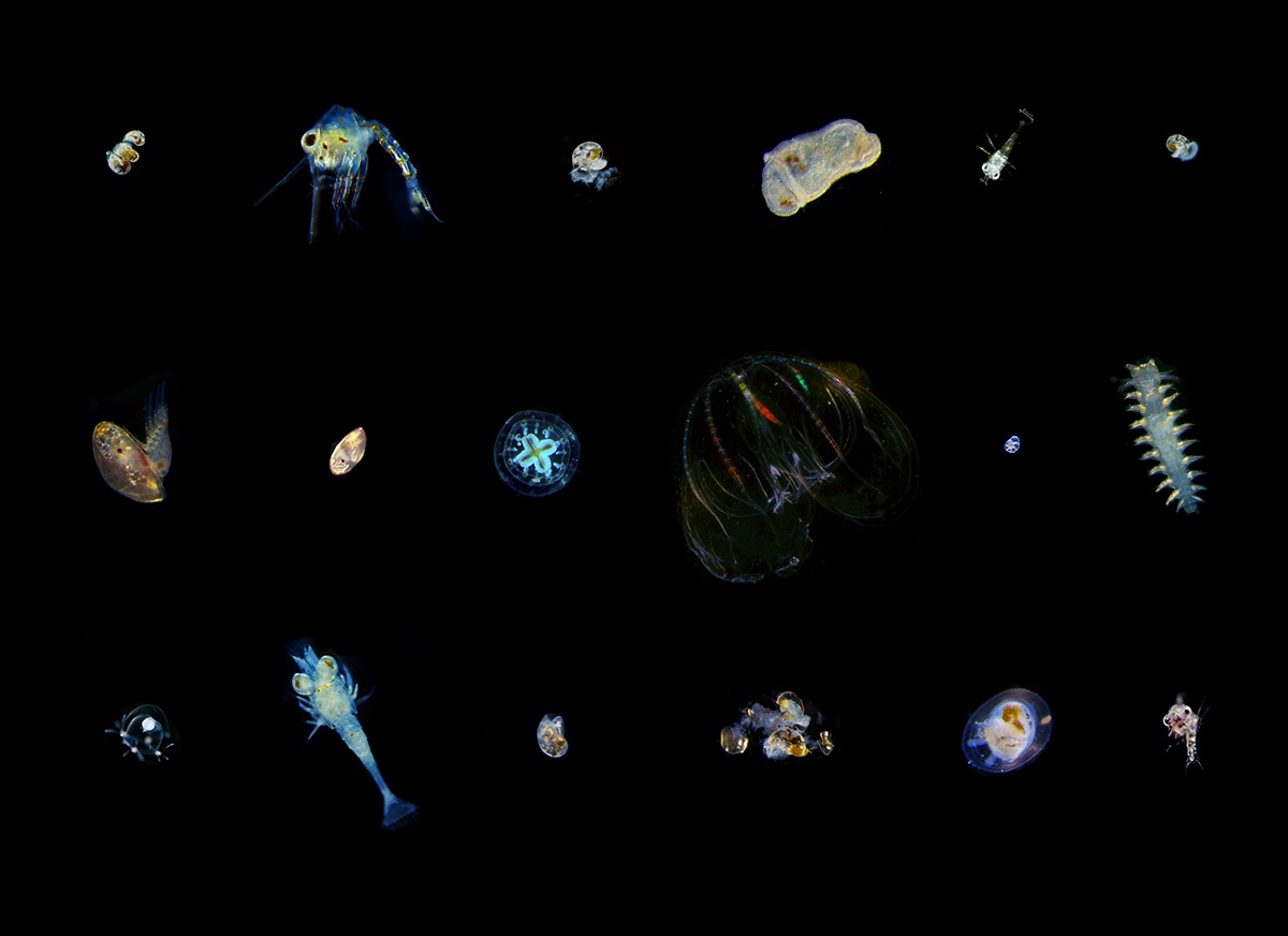plankton phytoplankton Zooplankton Surf surf fellowship science bioart art and science Steam stem Priscilla Ahn priscilla nicolas baird nature lab gigapixel imaging