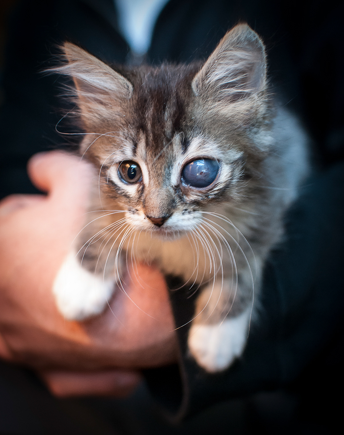 Cat cats foster kittens kittens Baltimore SPCA aspca maryland animal shelter Foster mdspca