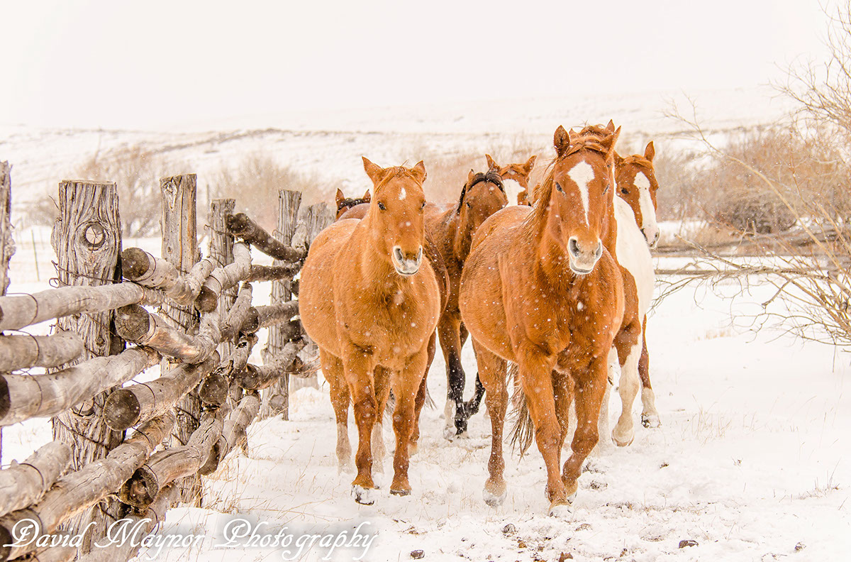Adobe Portfolio Music Meadows ranch horses snow mountains sangre de cristos horse wheather animals Wranglers