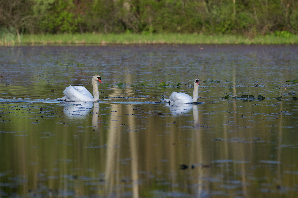 Adobe Portfolio Nature bird watching lakes pond Park board walk trails animals
