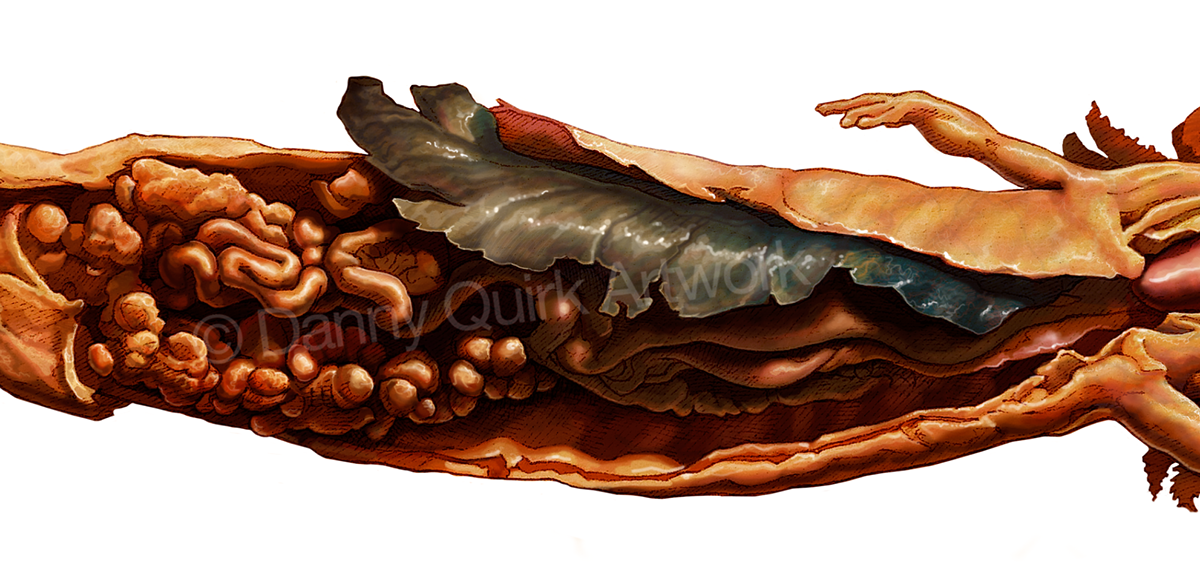 Mudpuppy biology digital painting photoshop dissection Danny Quirk