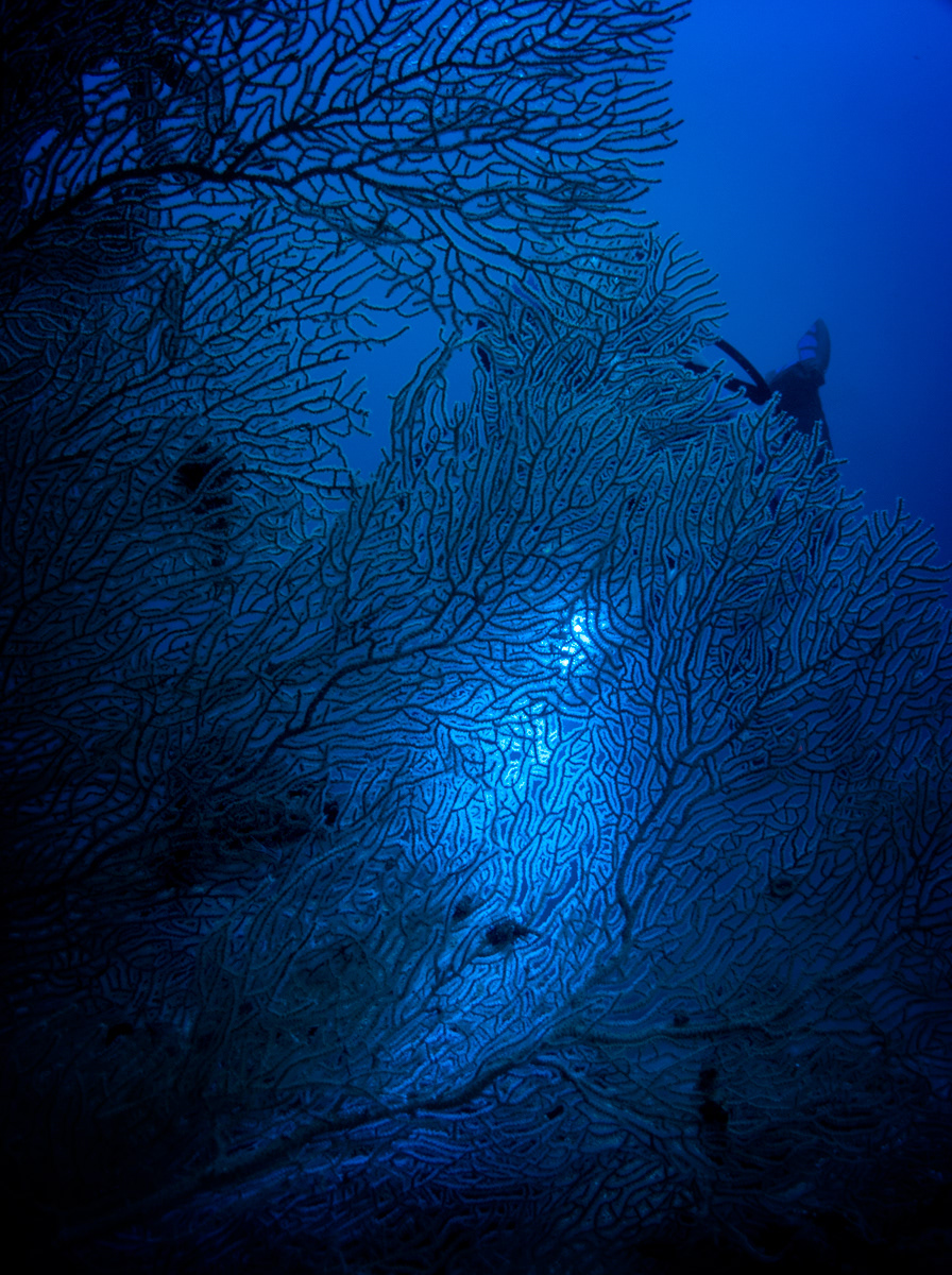 the big blue blue water blue sea blue light Sun diver Blue Coral