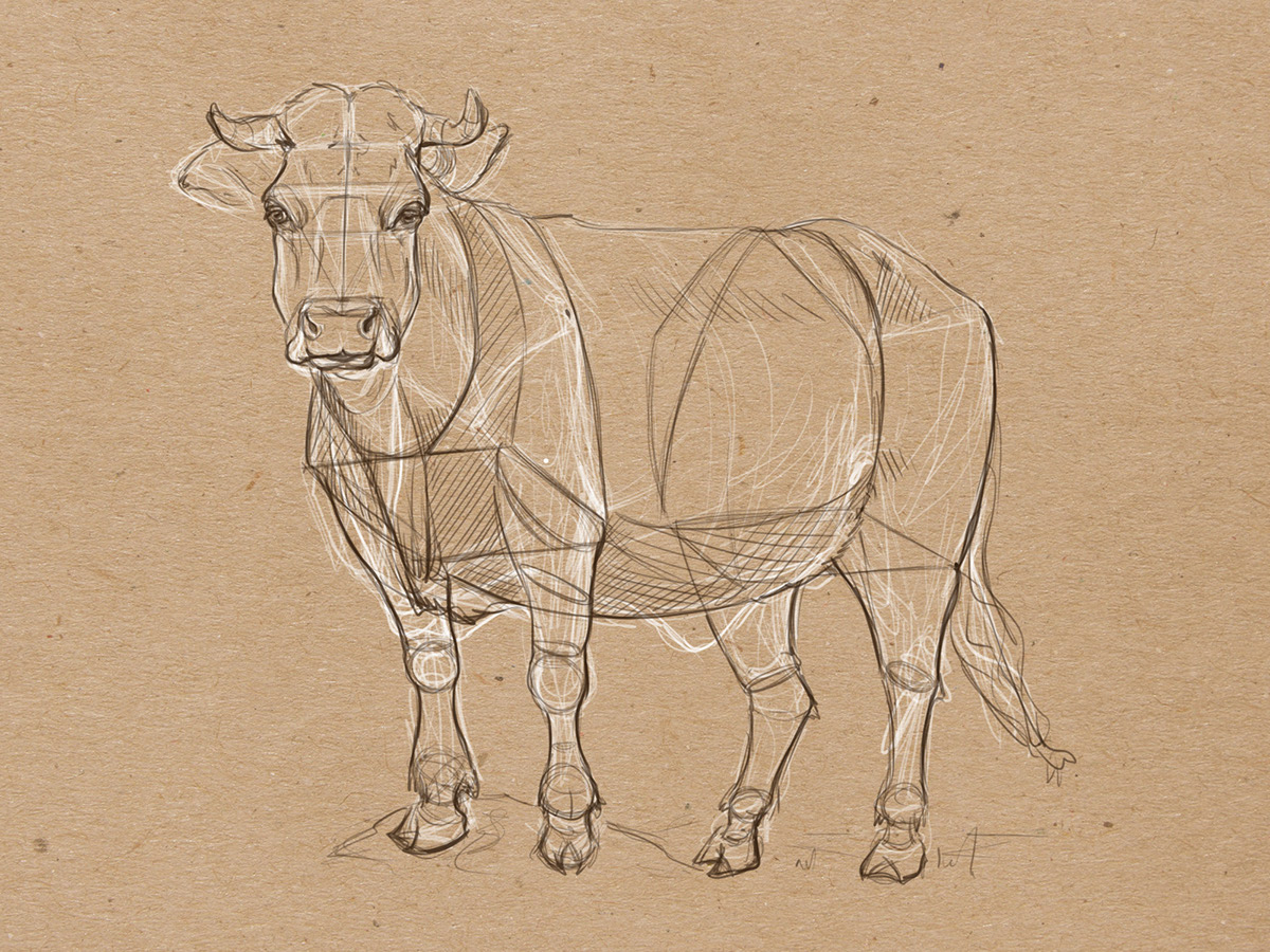Animal Drawing: Week3: Simple Shapes on Behance