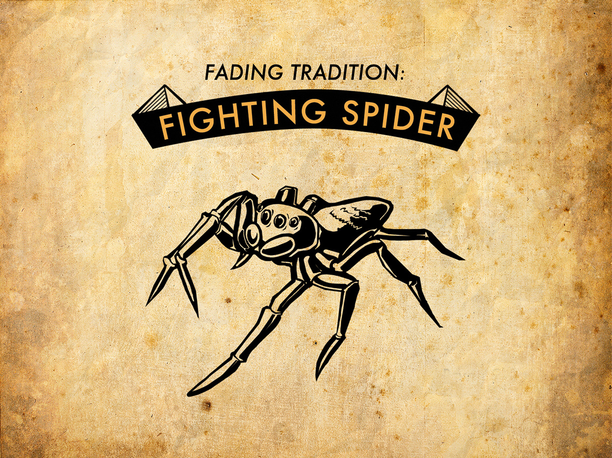 spider Pet fighting spider tradition