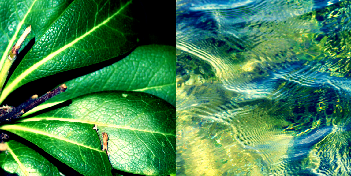 leaf sea water seaweed elena tsali