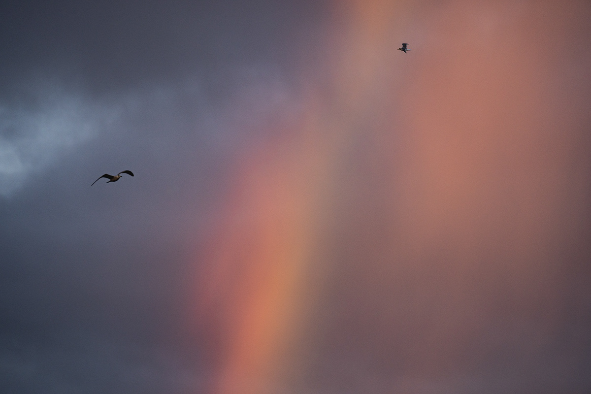 rainbow-sky-bird-light