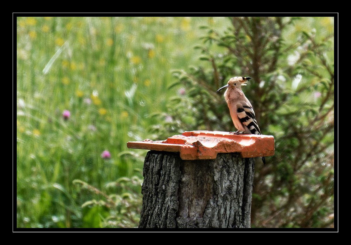 courtship-feeding Huppes fasciƩes Loge Nidification nourrissage eurasian hoopoe Isabelle Cros nesting quercy animalier Upupa epops