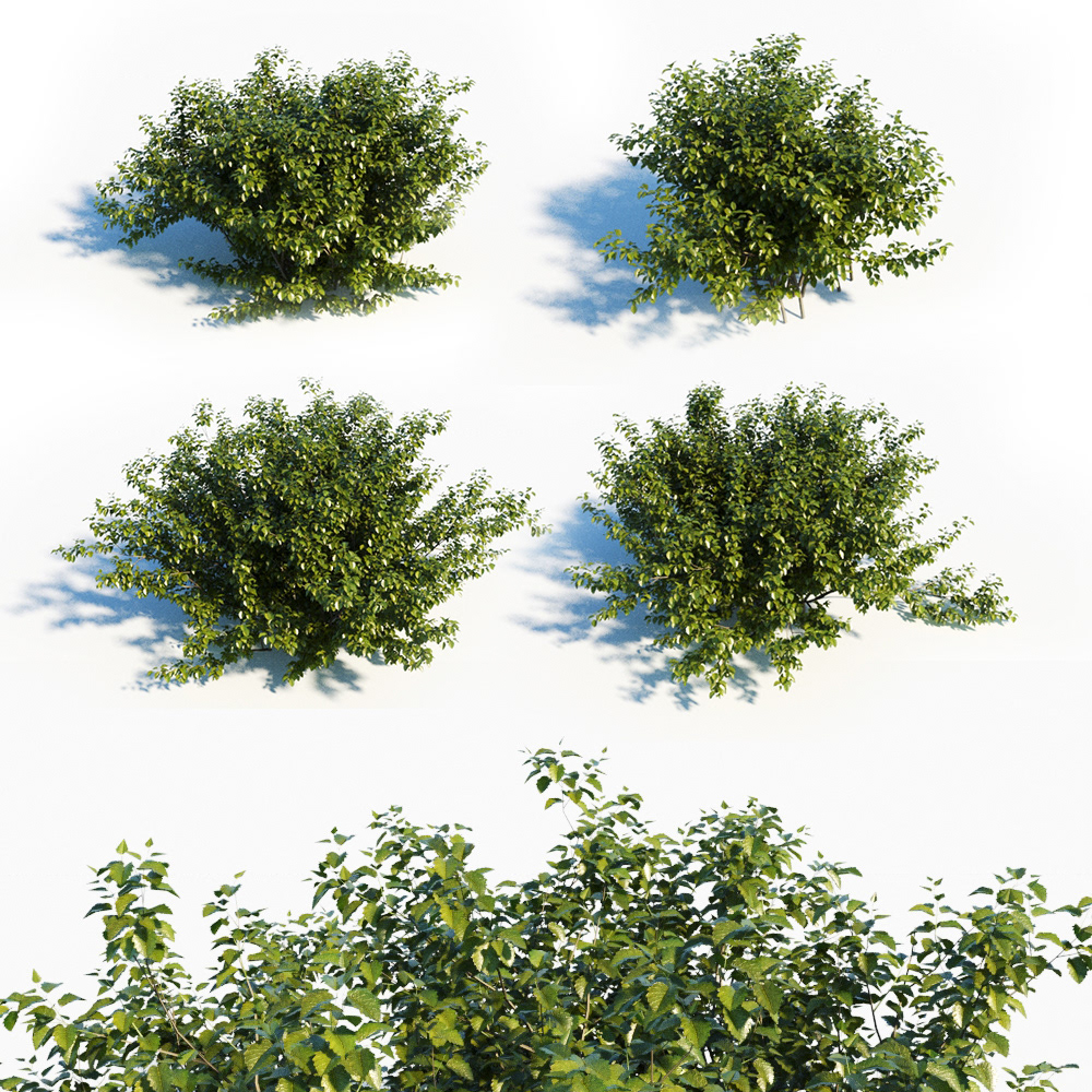 plants models 3D growfx bush shrub grass
