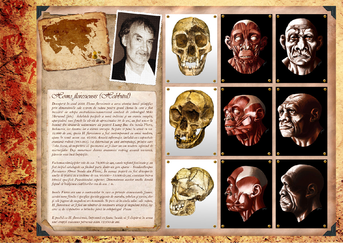evolution human. Lineage exhibit neanderthal homo