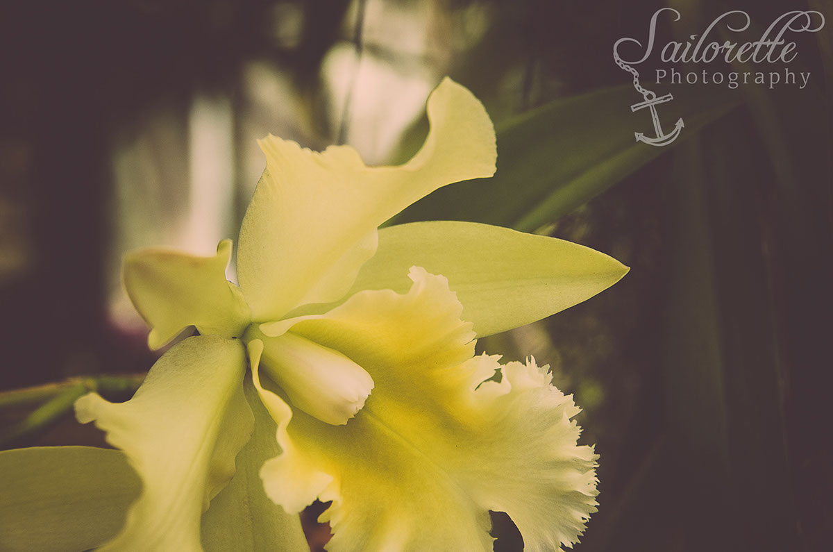 Botanicals  orchids hibiscus  Hawaii