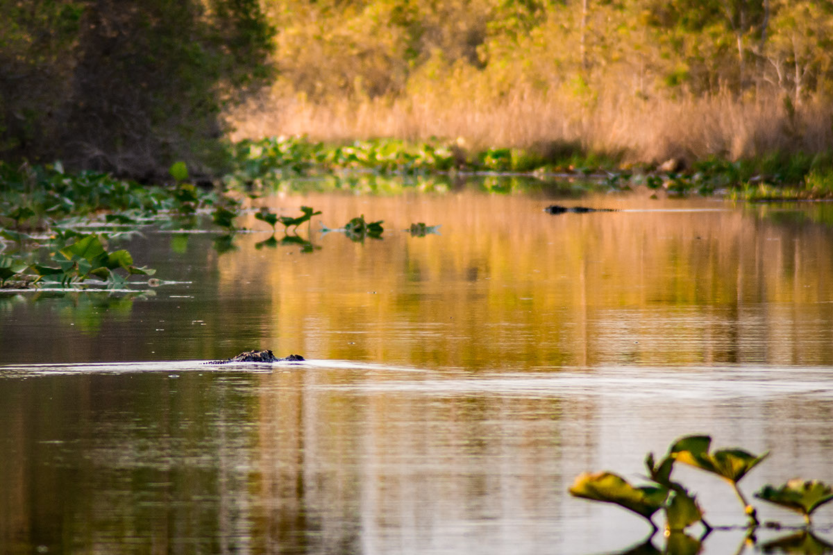 Adobe Portfolio swamp Okefenokee wetlands