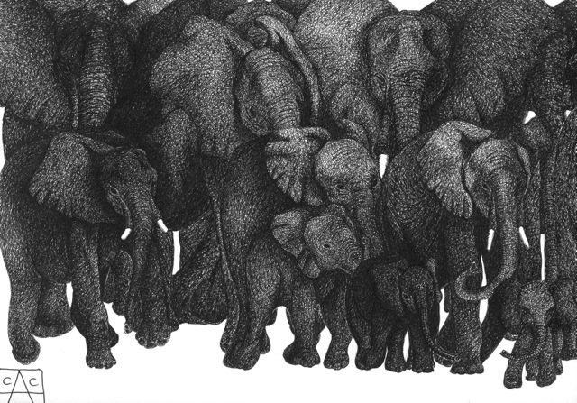 elephants  pachyderm elephant Ivory Trade conservation