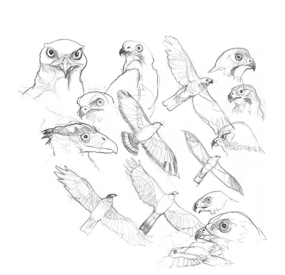 aguila eagle hawk migration wildlife naturalistic birds colombia buteo gavilan
