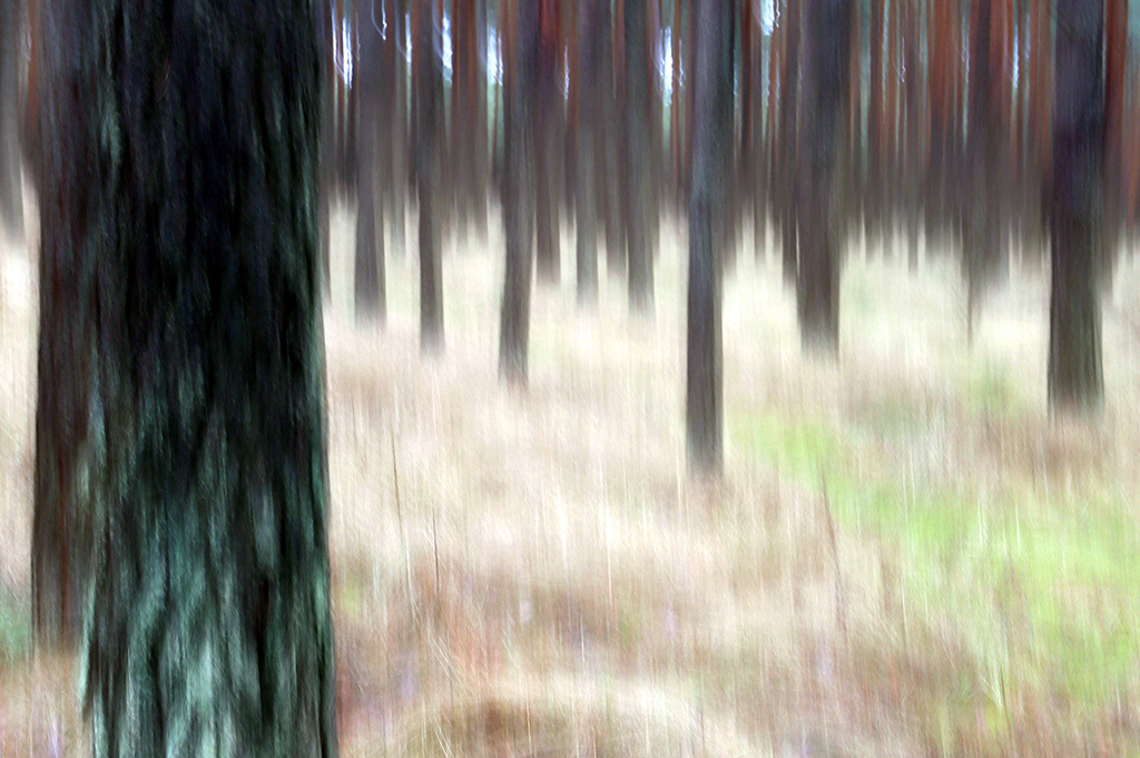skogen wald abstract