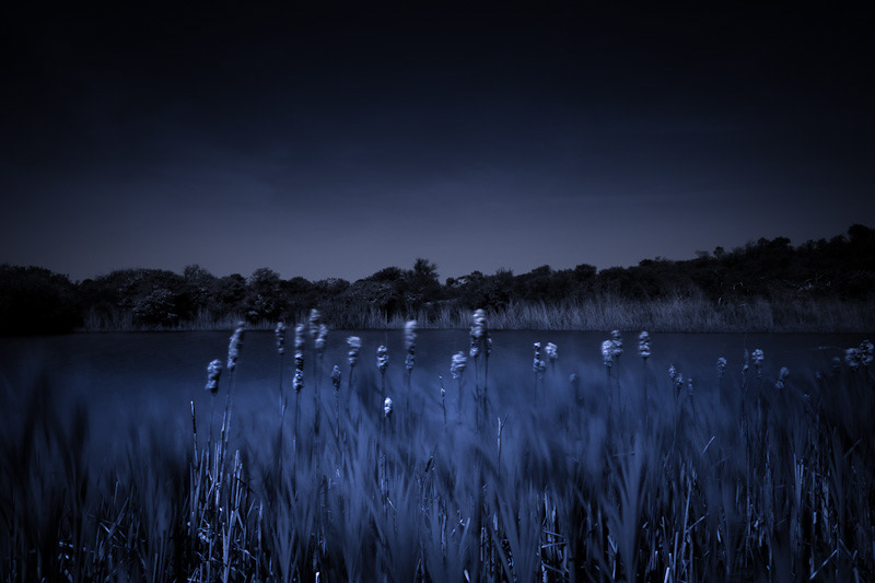 moonlight light of night forest lake blue