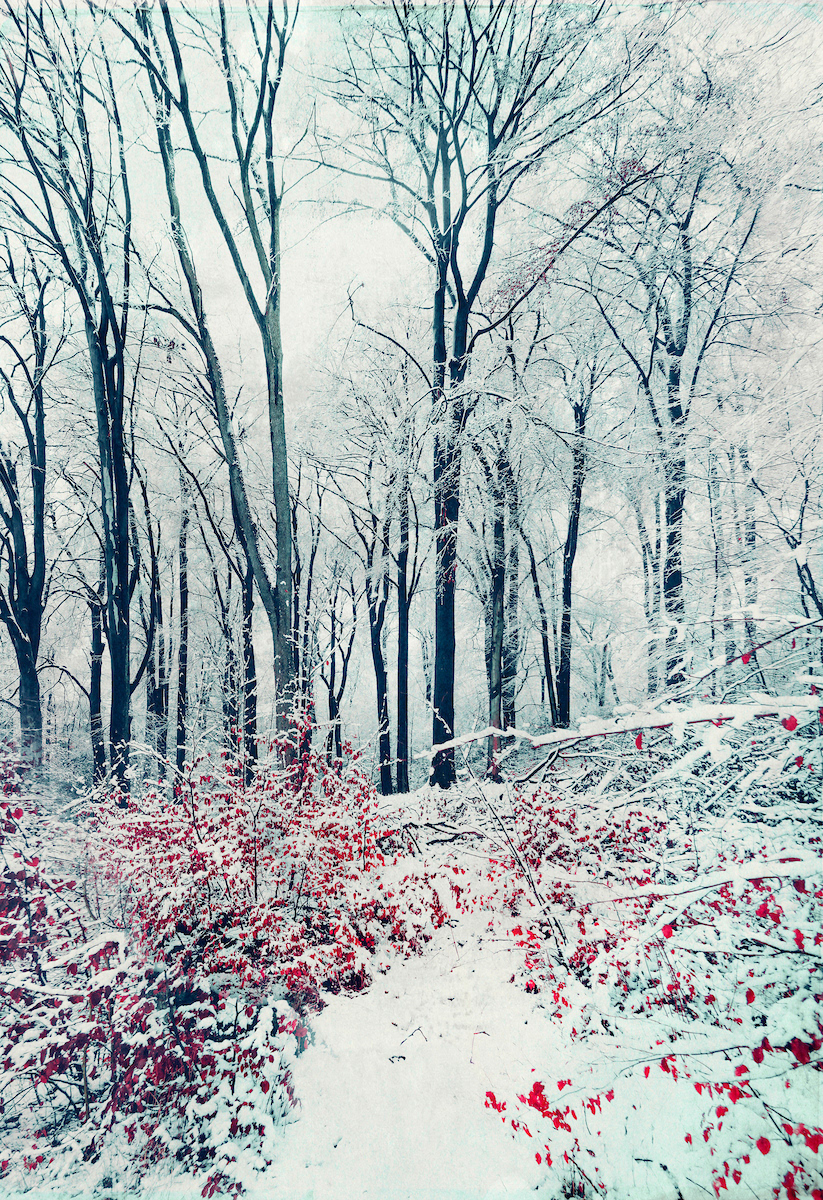 winter Photography  snow landscape forest romantic