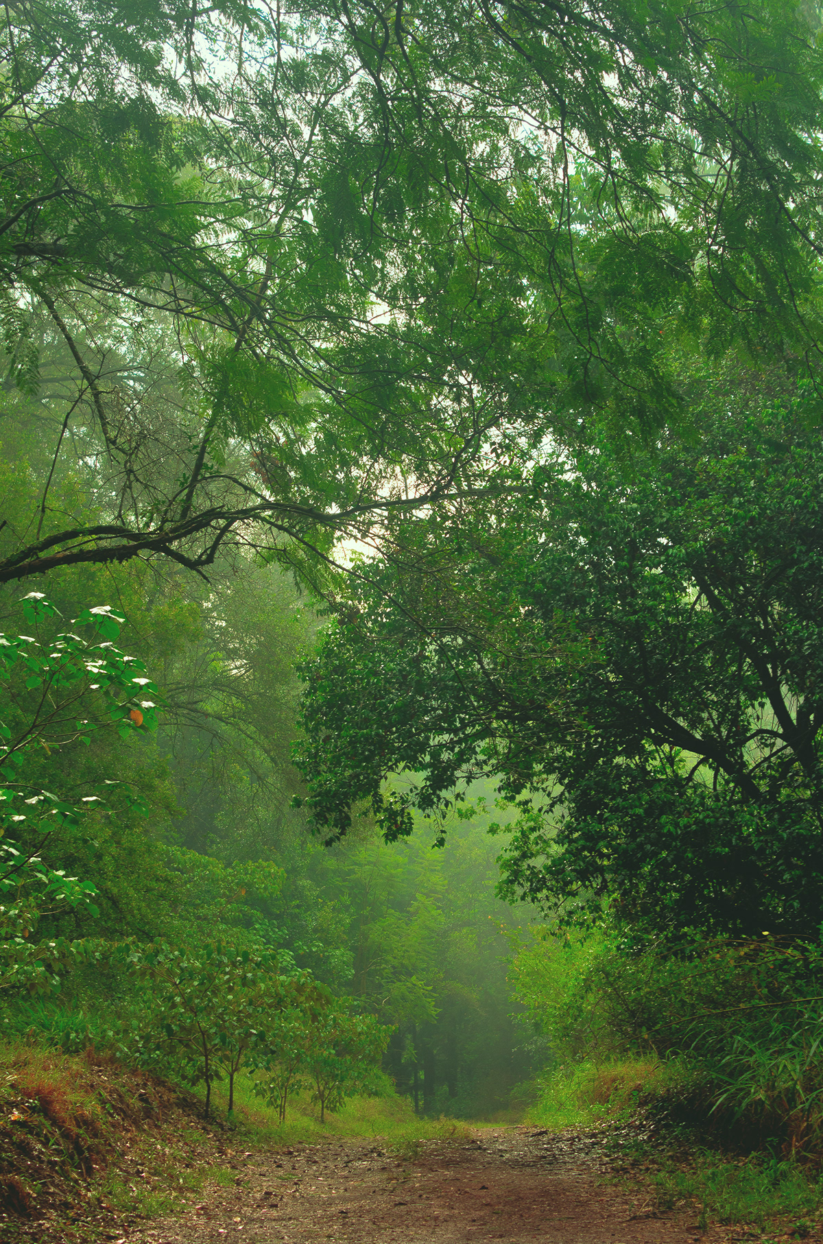 forest nairobi kenya Karura trees Nature