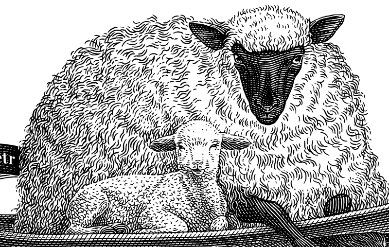 portrait black and white sheep engraving etching linocut scratchboard woodcut