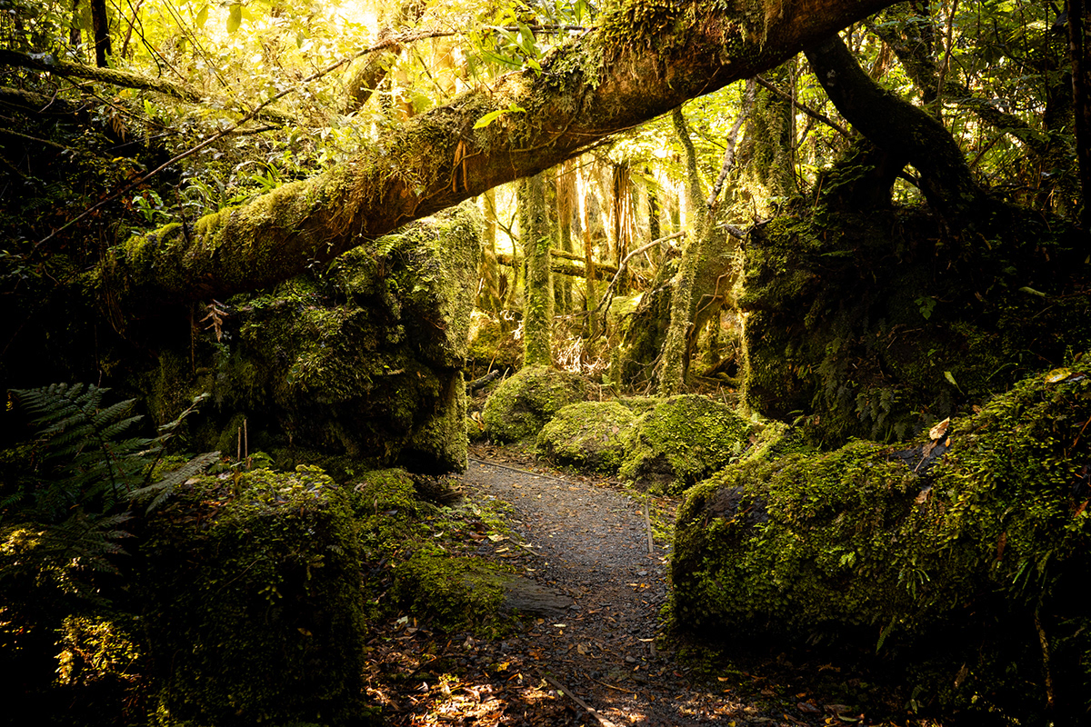 forest Landscape enchanted nature photography Travel adventure fantasy New Zealand fairytale