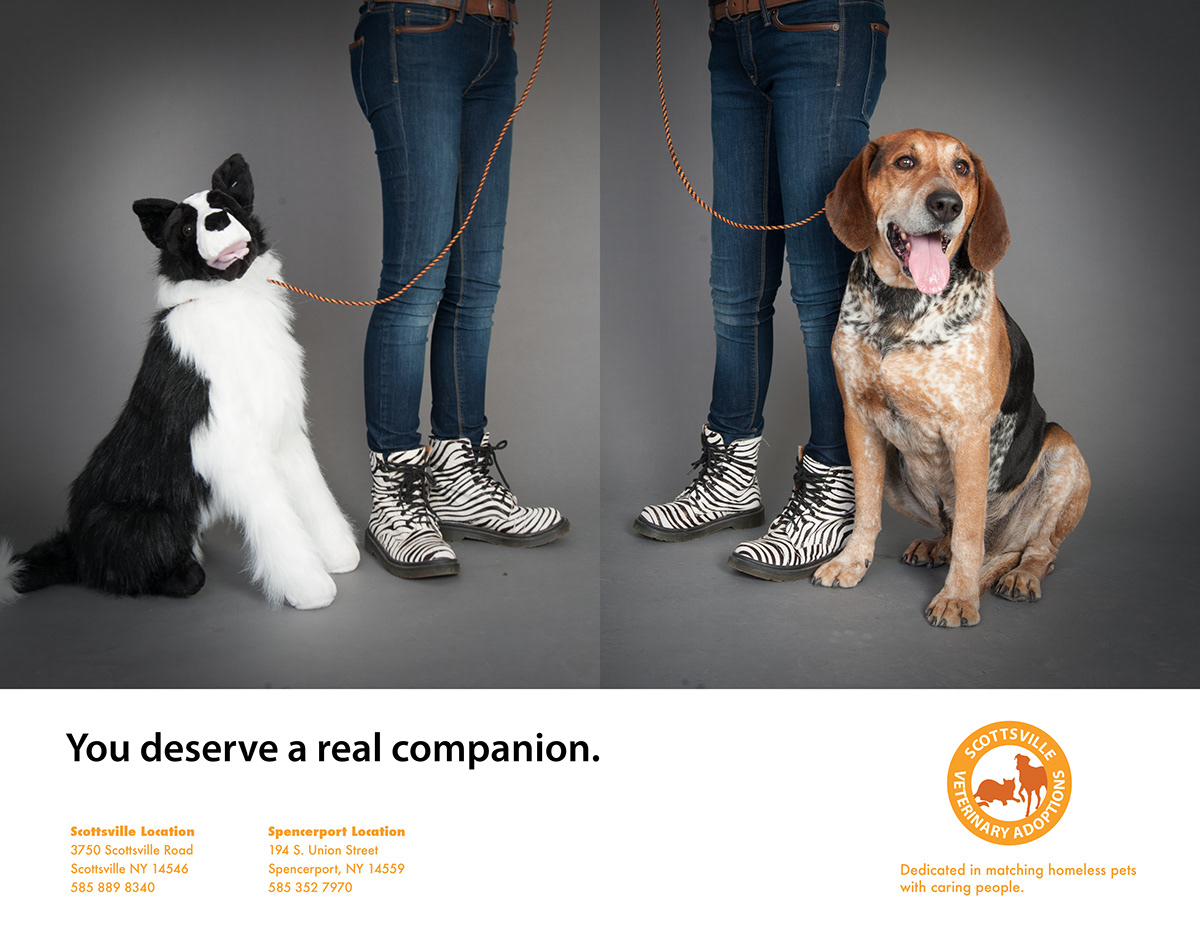 Photography  graphic design  Advertising  campaign animal adoption branding  Logo Design