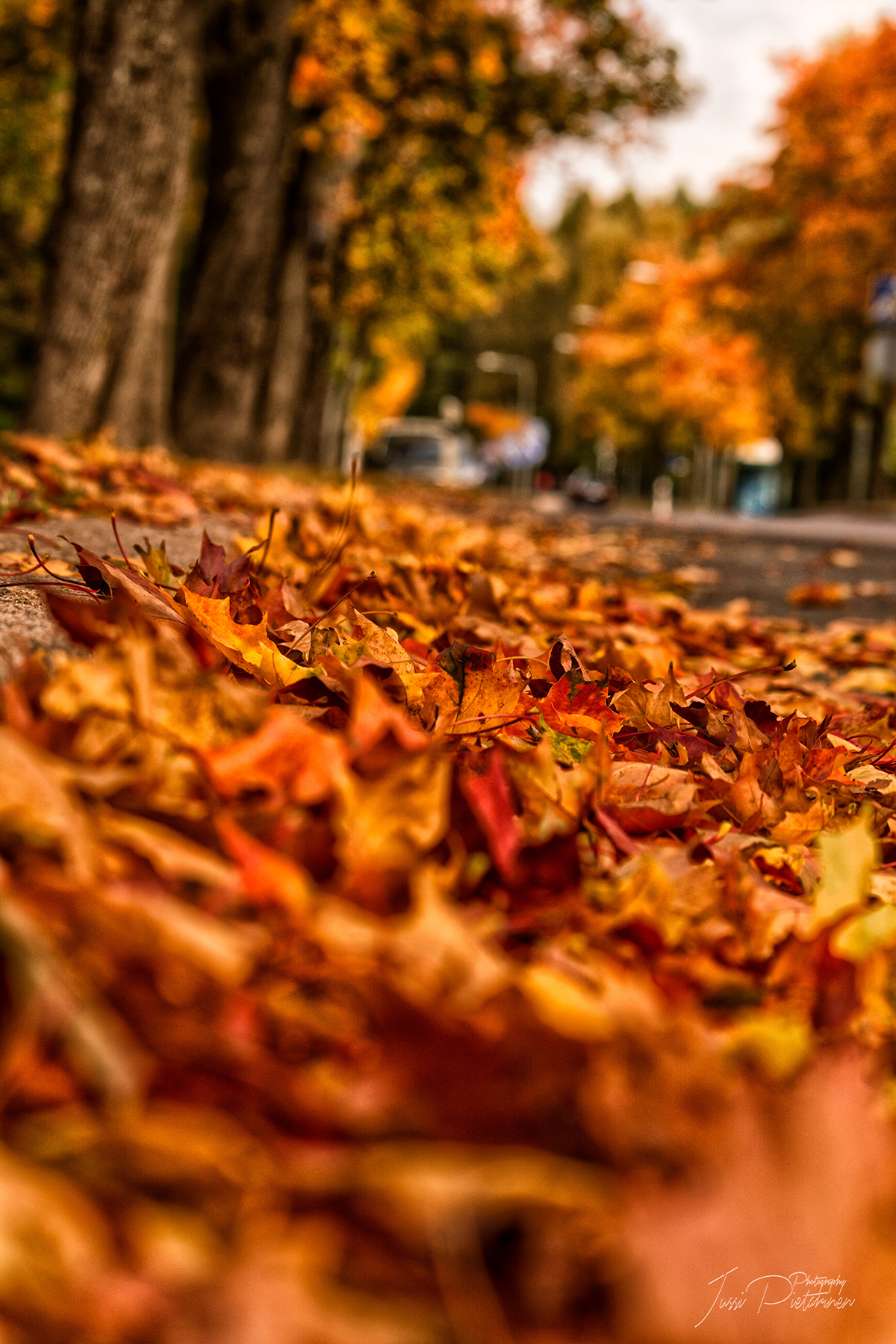 Adobe Portfolio autumn syksy Ruska helsinki Fall fallcolors