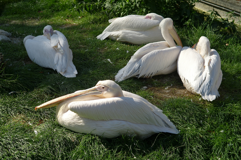 pattern zoo pelican bird flamingos BBC black hornbill textile