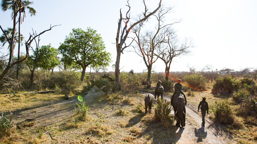 africa elephants Botswana abu camp