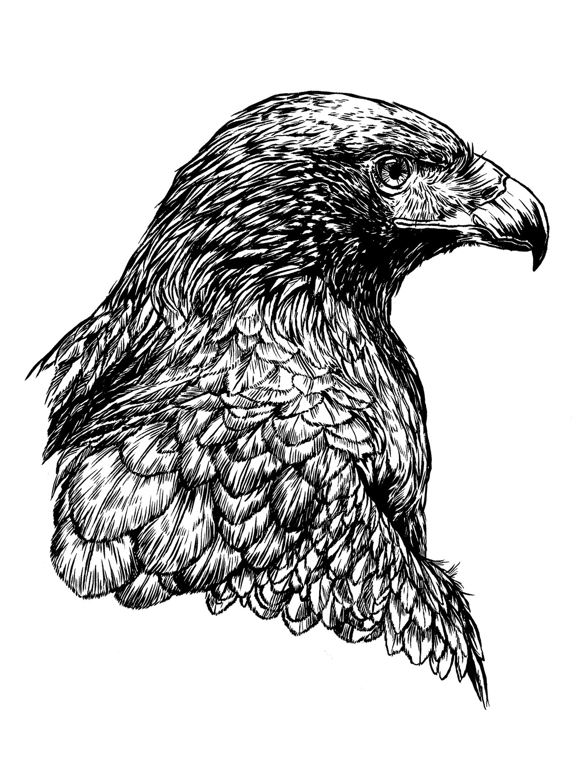 ink pen raptor raptors bird birds Birds of prey owl eagle hawk falcon kestrel bald eagle Golden Eagle barn owl