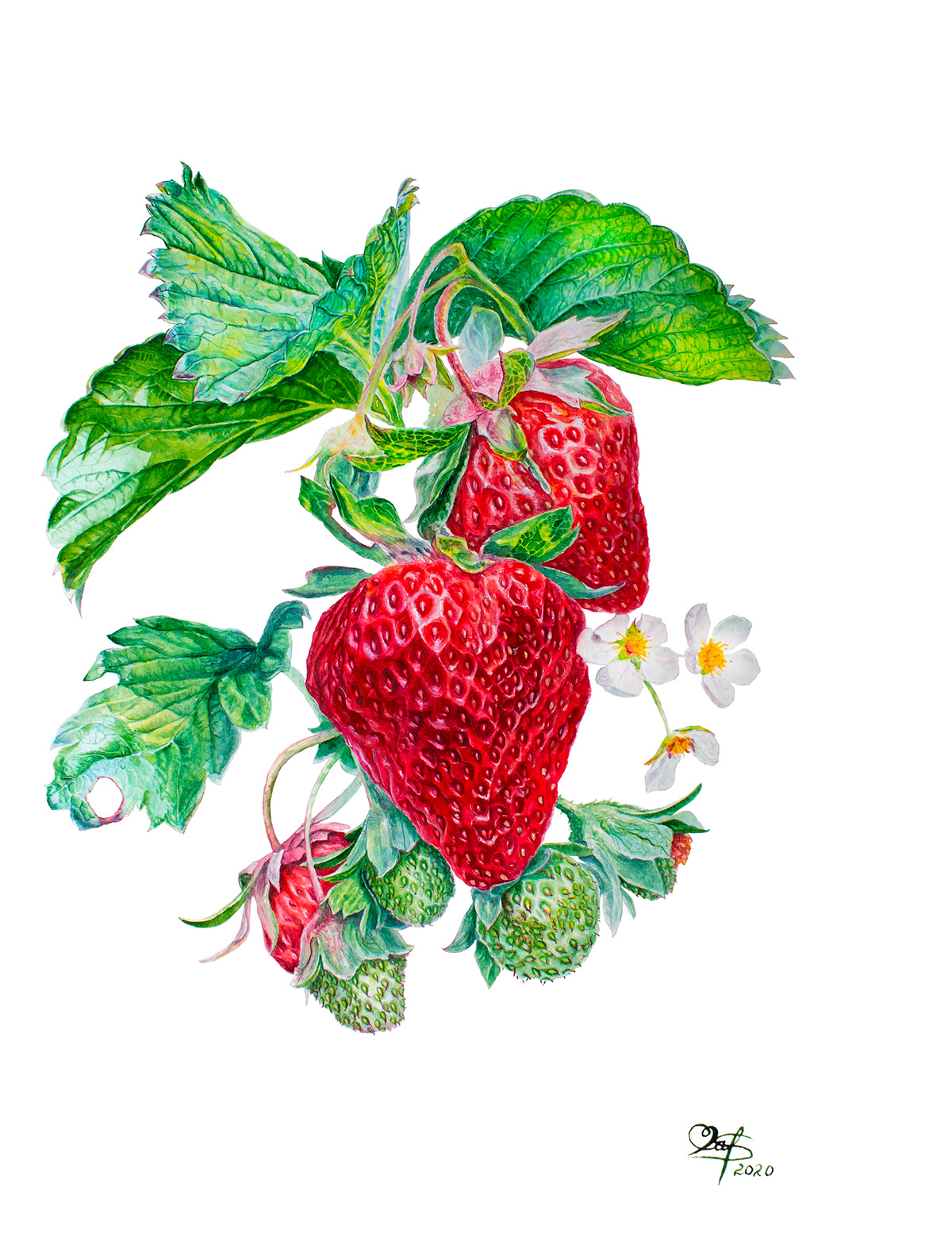 berries botanical Fruit jam Label red strawberry sweet watercolor botanical watercolor