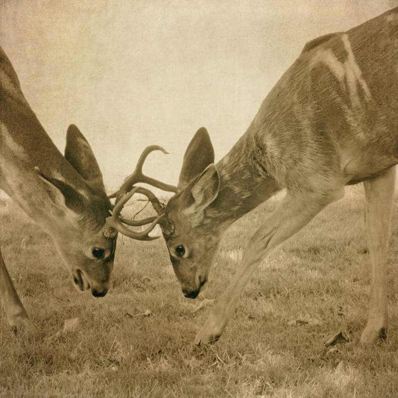 Deer Photography antlers buck fawns