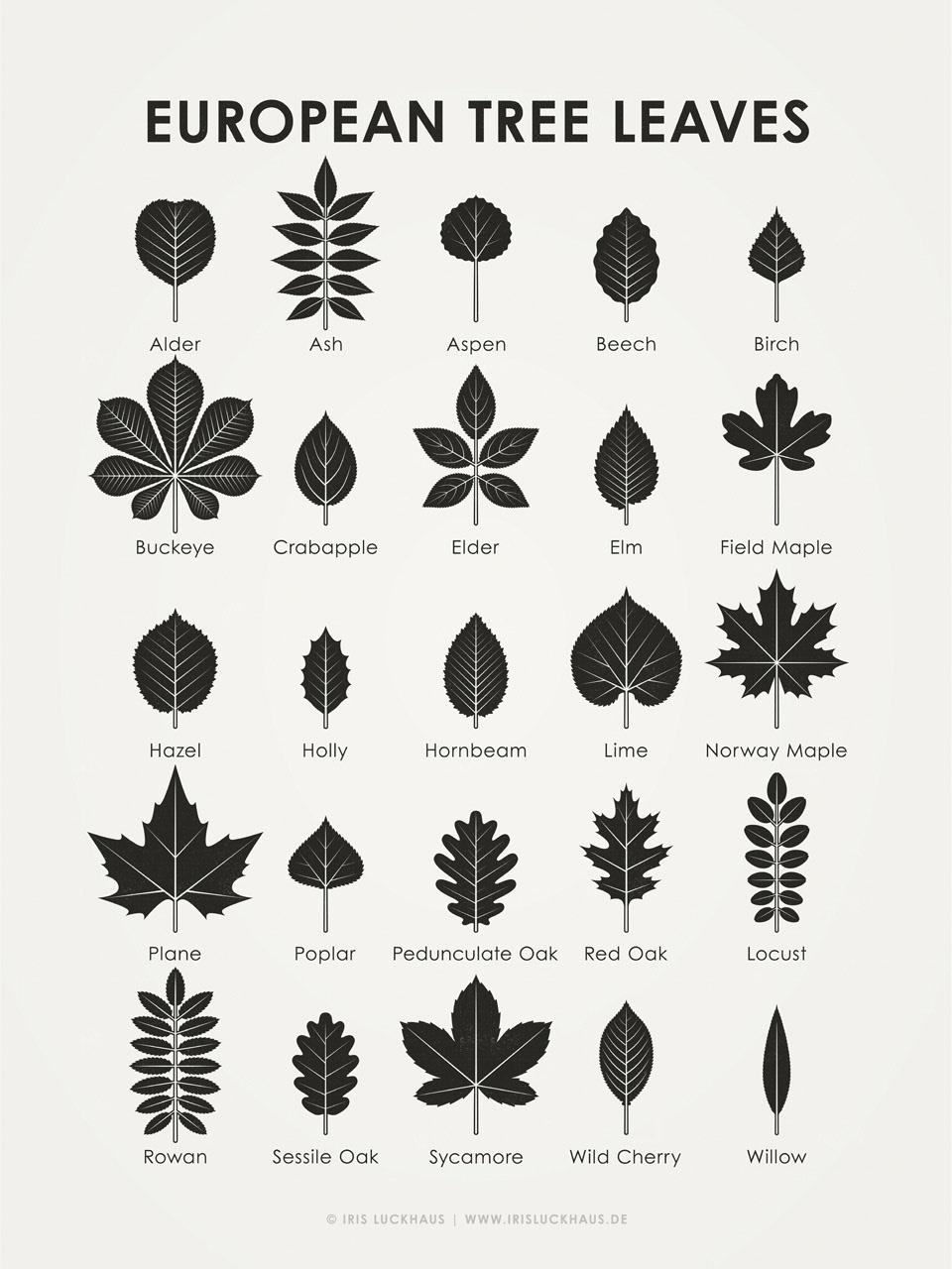 Schautafel Heimische Baumblätter | Identification Chart European Tree Leaves