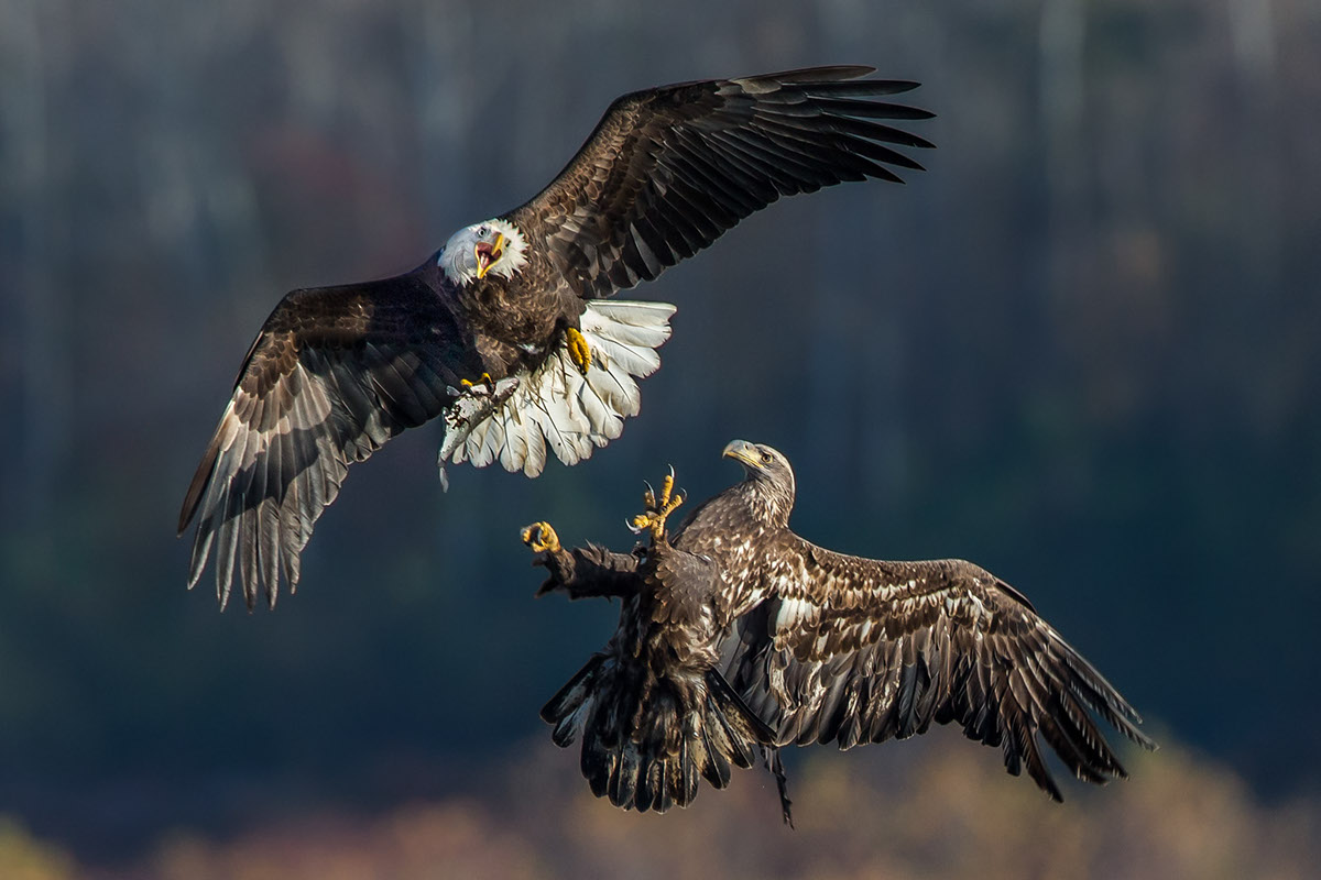 Adobe Portfolio Nature wildlife Photography  birds bald eagles