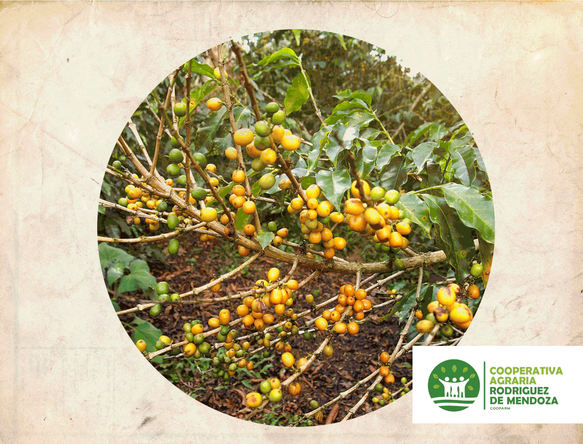 Coffee cooperative peru Amazonas branding  identity organic people agriculture
