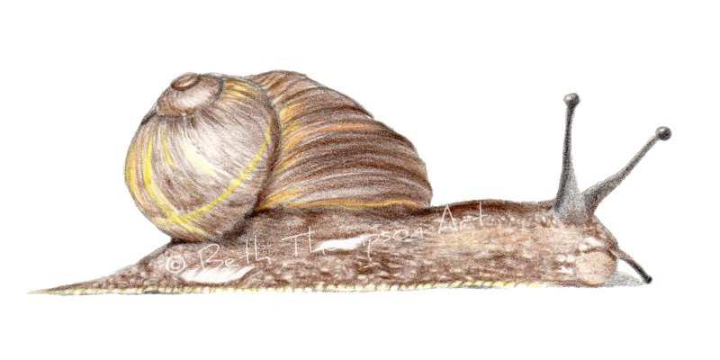 snail cute bug shell brown yellow pencil colored