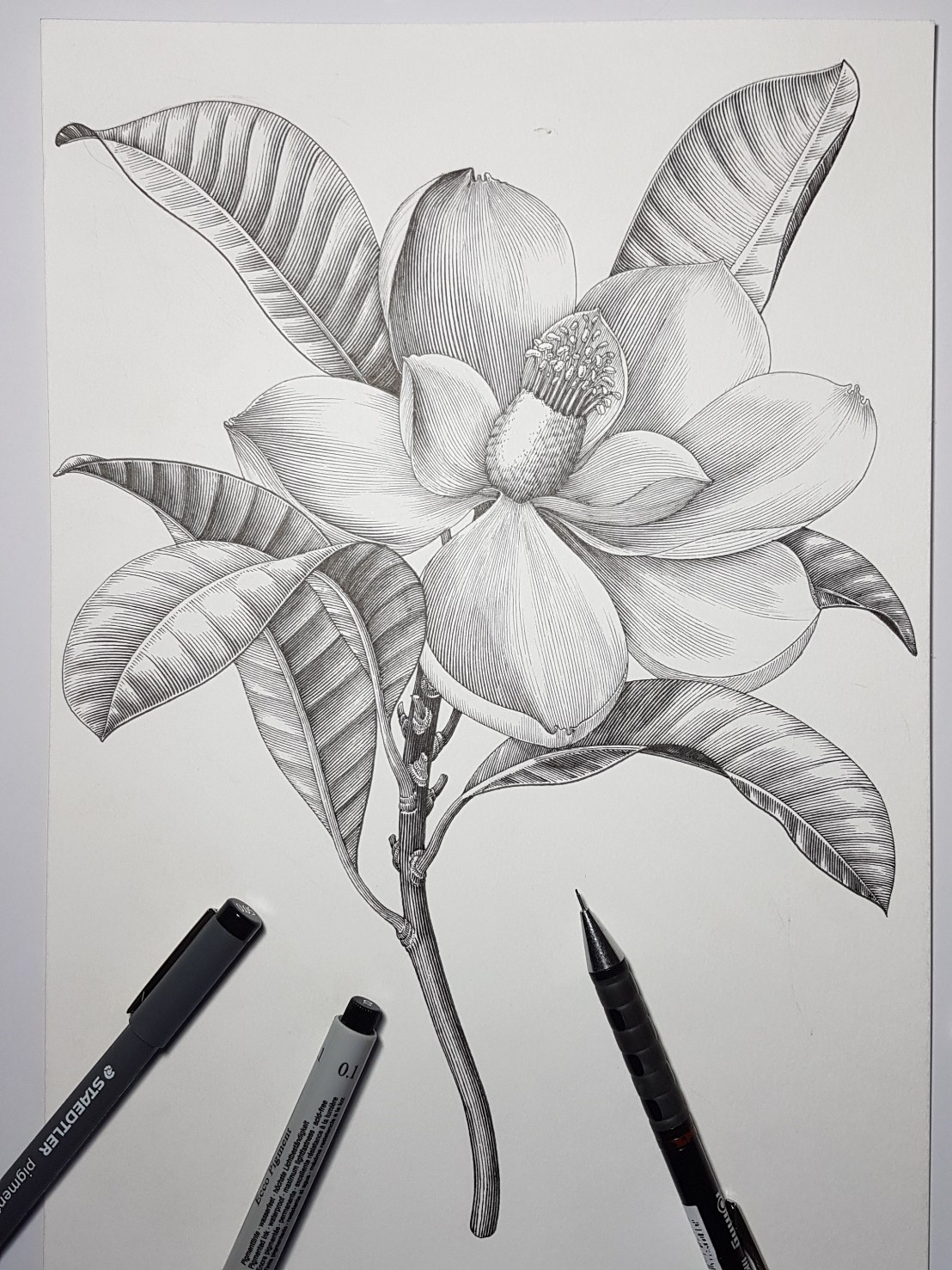 Magnolia flower drawing vintage style on Behance