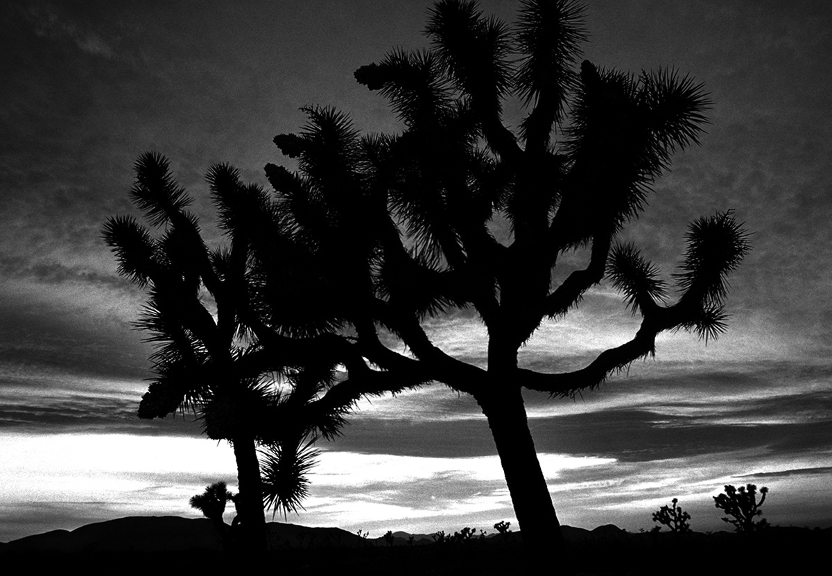 desert ouest américain Death Valley Route 66 joshua tree zabriskie point canyon de chelly twenty nine palms Californie  arizona  Nevada motels