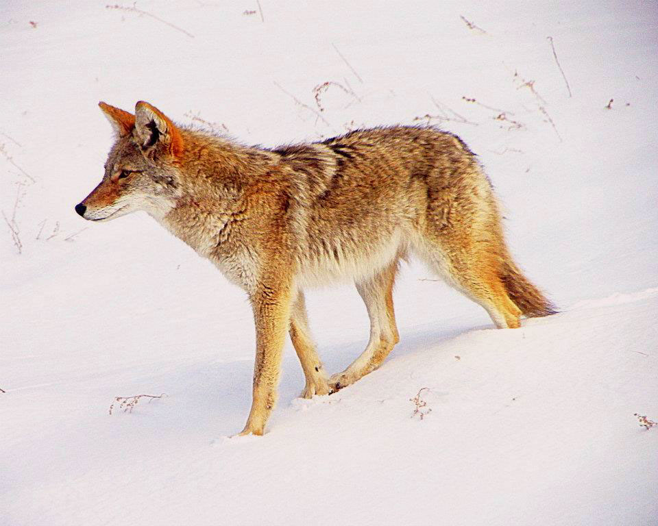 coyote wildlife Rocky Mountains Colorado wild winter snow Landscape Nature animals