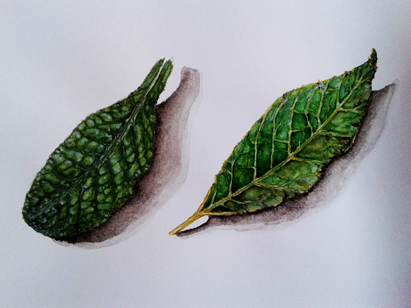 Fruit leaf pomegranate watercolor leaves fruits