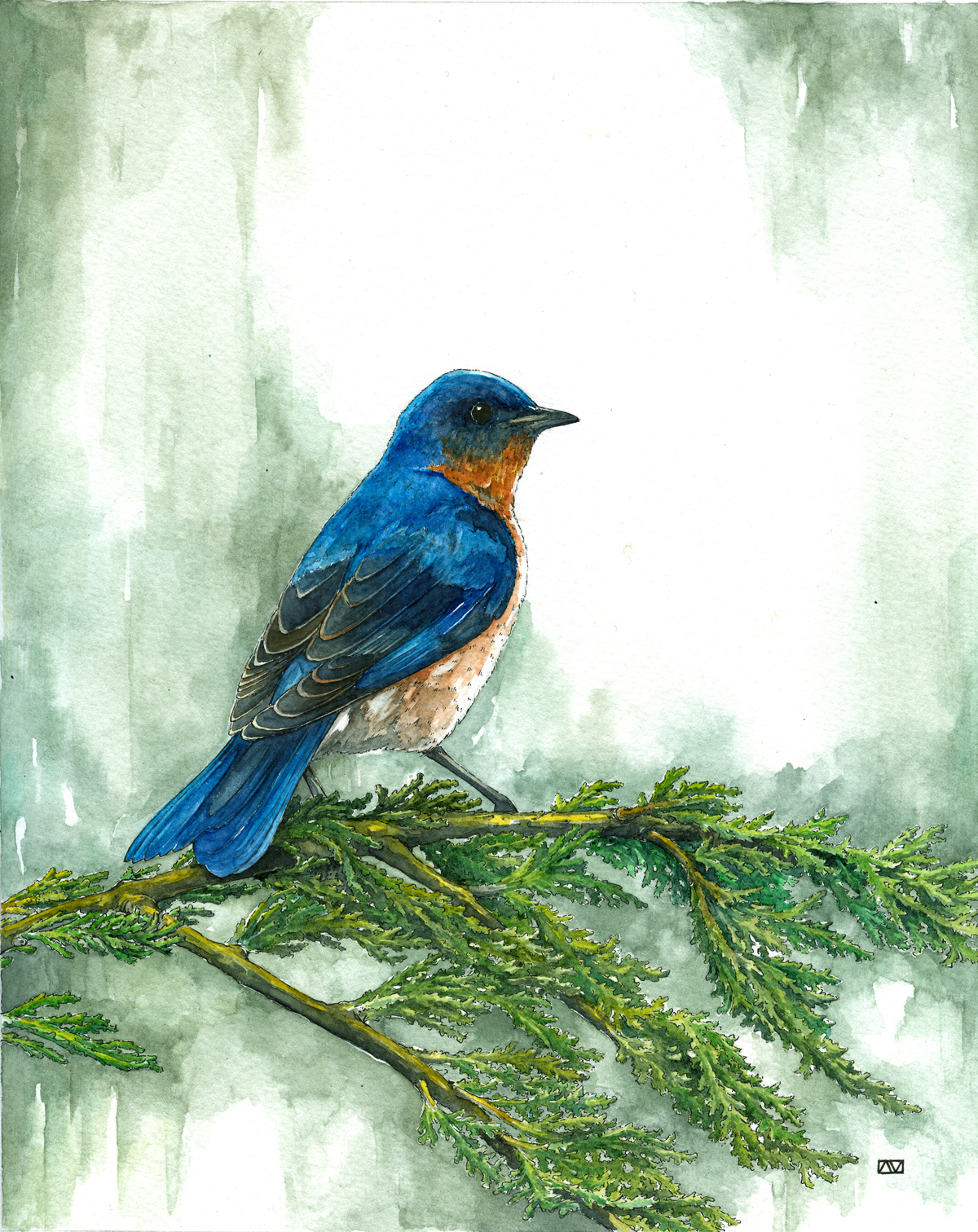 BlueBird bird blue Cedar watercolor ink wash Tree  evergreen pine song bird wild life animal commission