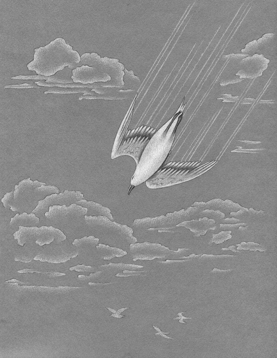 book illustration publication illustration colored pencil seagull